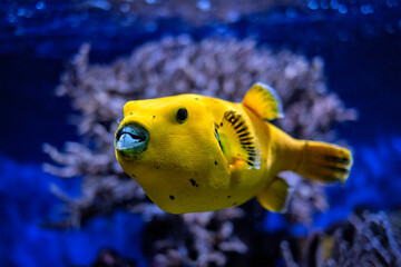 Yellow golden puffer guineafowl puffer fish underwater