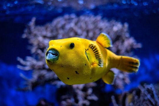 Yellow golden puffer guineafowl puffer fish underwater Stock Photo | Adobe  Stock