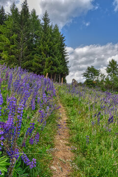 Lupine, Lupinenbohne, Wolfsbohne, Feigbohne, Lupinen, violett, Blume, Sternalm, Hochstein, &Ouml;sttirol, Lienz, Bl&uuml;te, Bl&uuml;ten, Bl&uuml;tenmeer, Schmetterlingsbl&uuml;tler, H&uuml;lsenfr&uuml;chtler, Wiese, Blumenwiese, Alm, 