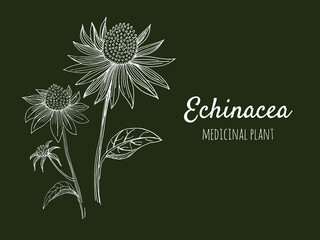 Echinacea vector drawing. Isolated flower and leaves. Herbal engraved style illustration. Detailed botanical sketch for tea, organic cosmetics, medicine, aromatherapy - obrazy, fototapety, plakaty