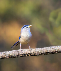 Beautiful Birds Frames