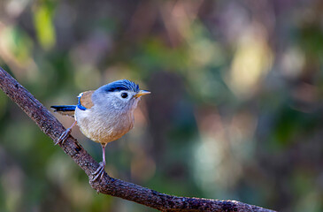 Beautiful Birds Frames