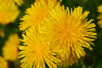 Gewöhnlicher Löwenzahn (Taraxacum sect. Ruderalia)	