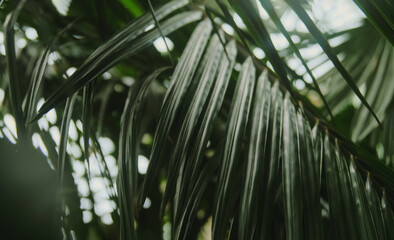 Exotic tropical greens palm tree leaf in the jungle forest. Background with plant foliage. Rich...