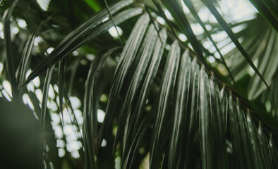 Exotic tropical greens palm tree leaf in the jungle forest. Background with plant foliage. Rich dark ferns hang in dense rainforest.