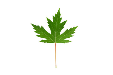 maple leaf isolate on white background