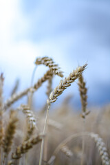 Ripe wheat field in the countryside on a cloudy day