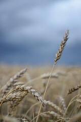 Fototapeta premium Ripe wheat field in the countryside on a cloudy day