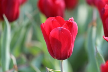 Close up of tulips in the garden, a bunch of blooming tulips, fresh, beautiful flower, presents in the city center