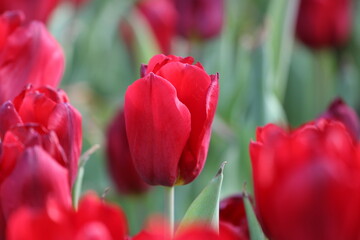 Close up of tulips in the garden, a bunch of blooming tulips, fresh, beautiful flower, presents in the city center