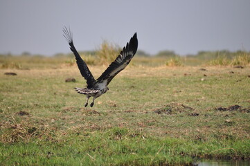 African eagle in flight over river in Chobe National Park, Botswana, Africa