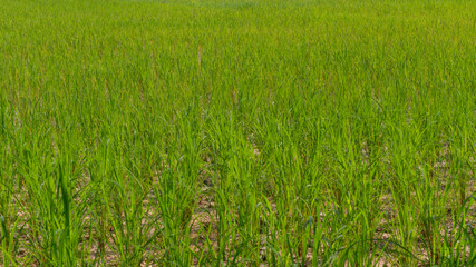 Thailand Rice Paddy Fields