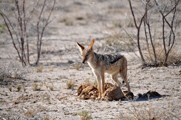 View of jackal in Etosha national park, Namibia, Africa
