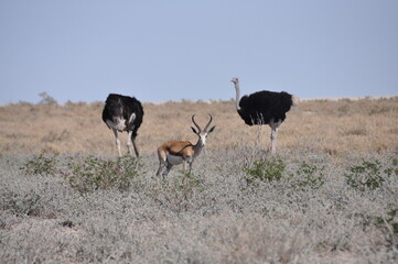 Impala antelope standing between two African ostriches in natural habitat, Etosha National Park, Namibia