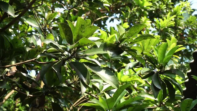 Sapodilla leaves (Manilkara zapota, sapota, chikoo, naseberry, sawo, nispero) in the nature background. The name "zapota" from the Spanish zapote ultimately derives from the Nahuatl word tzapoti.