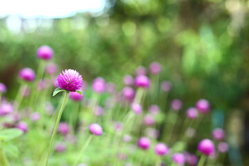 Beautiful flower - Gomphrena globosa, Globe Amaranth, Bachelor Button
