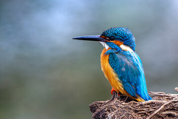Beautiful Bird Frames