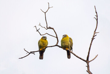 Beautiful Bird Frames