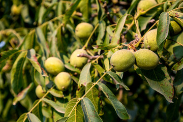 Green fresh walnuts on branch