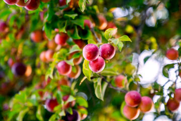 Red plum on branch