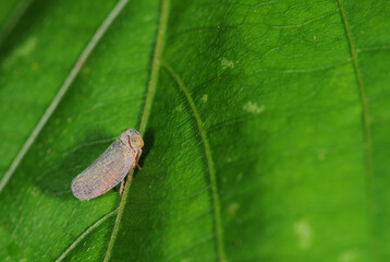 treehopper on a leaf