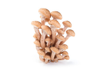 Honey fungus forest mushrooms isolated on white background. Armillaria mellea.