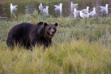 Fototapeta na wymiar Wild brown bear on the swamp.