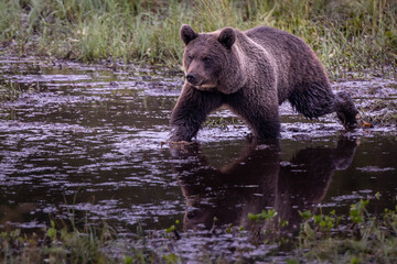 Naklejka na ściany i meble Wild brown bear on the swamp.