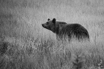 Wild brown bear in black and white.