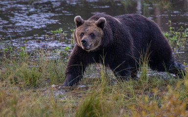 Naklejka na ściany i meble Wild brown bear on the swamp.
