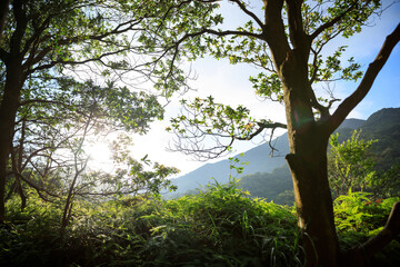 Beautiful scene misty forest with sun rays through the tree leaves,lens flare.