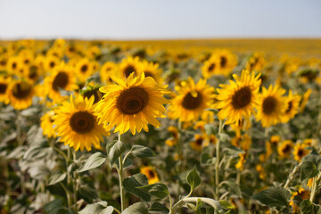 field of sunflowers in summer