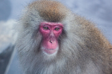 Portrait of Japanese snow monkey 
