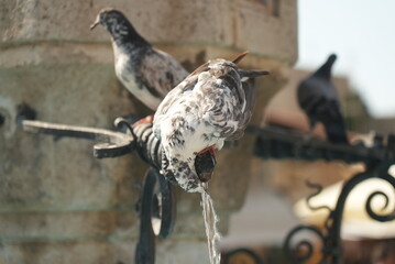 Drinking Dove Rhodes Greece