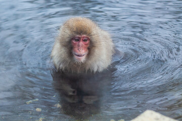 Japanese snow monkey smiling while bathing in hot spring water 