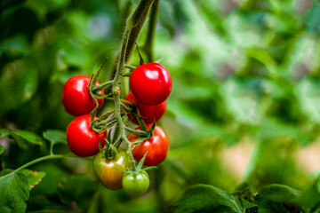 Ripe tomatoes growing on vine in organic vegetable garden. Red cherry heirloom tomatoes.  Solanum lycopersicum. Copy space. Bokeh background.