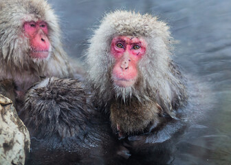 Japanese snow monkeys bathing in hot spring in winter 