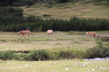 CAVALLI LIBERI  IN VAL DI FUMO IN TRENTINO