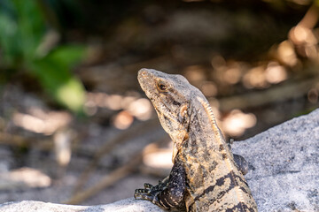 iguana on a rock2