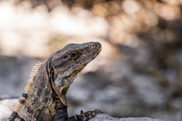 iguana on a rock