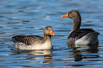 The greylag goose, Anser anser is a species of large goose