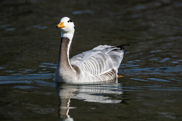 The bar-headed goose, Anser indicus seen in English Garden in Munich