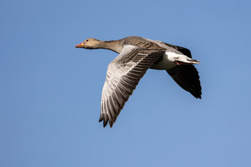 The flying greylag goose, Anser anser is a species of large goose