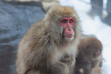Japanese snow monkey mother and its baby 