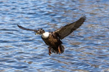 Wild duck or mallard, Anas platyrhynchos flying over a lake in Munich, Germany