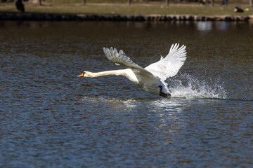 Mute swan, Cygnus olor flying over a lake in the English Garden in Munich, Germany