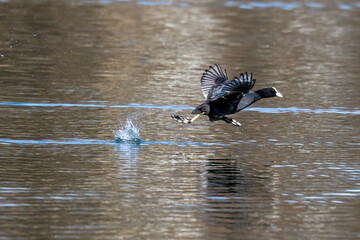 The Eurasian coot, Fulica atra swimming on the Kleinhesseloher Lake at Munich, Germany