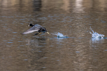 The Eurasian coot, Fulica atra swimming on the Kleinhesseloher Lake at Munich, Germany