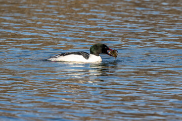 Common Merganser, Goosander, Mergus merganser, eating a fish on the Kleinhesseloher Lake at Munich, Germany