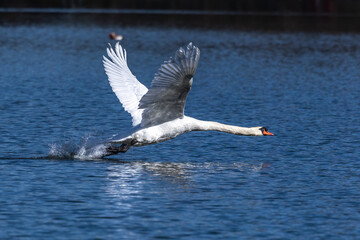 Mute swan, Cygnus olor flying over a lake in the English Garden in Munich, Germany